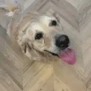 Floorify Chevron F717 Odette