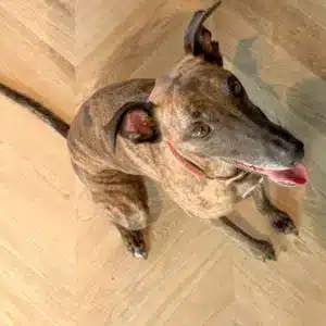 Floorify Chevron F718 Conchita